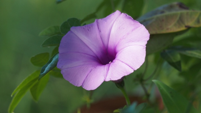 1985年属牛人40岁至49岁运程，85年牛发展方向怎样