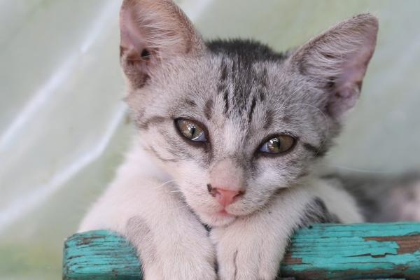 2024年五大生肖迎接财神  2024年哪些生肖合财