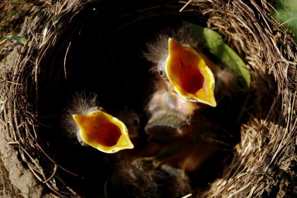 女孩属猪和什么属相最搭 属猪女最好合婚属相