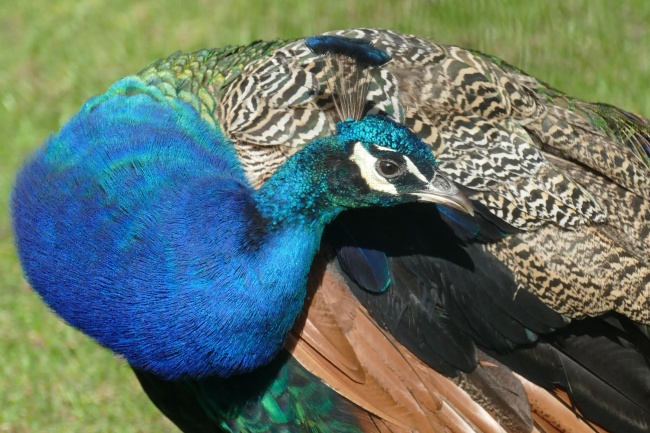 1988的正缘在哪一年结婚 属龙人什么时候适宜结婚 1988的正缘在哪一年结婚 属龙人什么时候适宜结婚