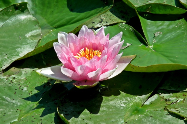 1988年的龙是木命土命 属相龙事业运势怎么样