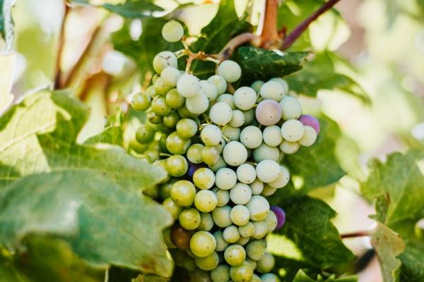 晚年时期有钱的属相 晚年好一点的生肖有谁