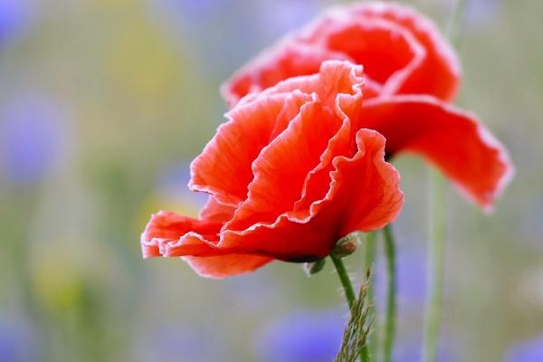 88年龙女一生三大劫 1988年属龙女运势