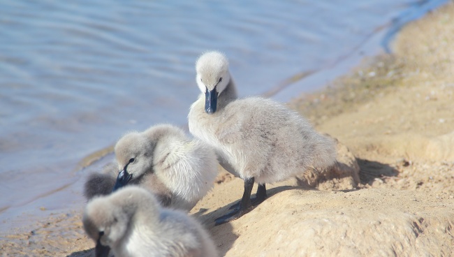 属马人们在2024年运势 属相马2024年运势运程