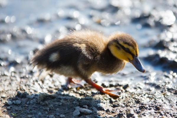 2024年最吉利生肖有什么 2024年运势比较好的生肖