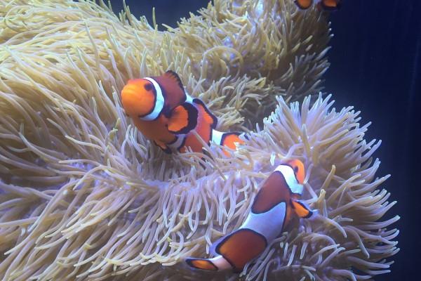 属龙人什么时候转运 属龙人什么时候运势越来越好