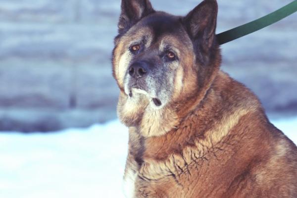 2024年1984年属鼠人全年度运势 1984年老鼠2024年运势