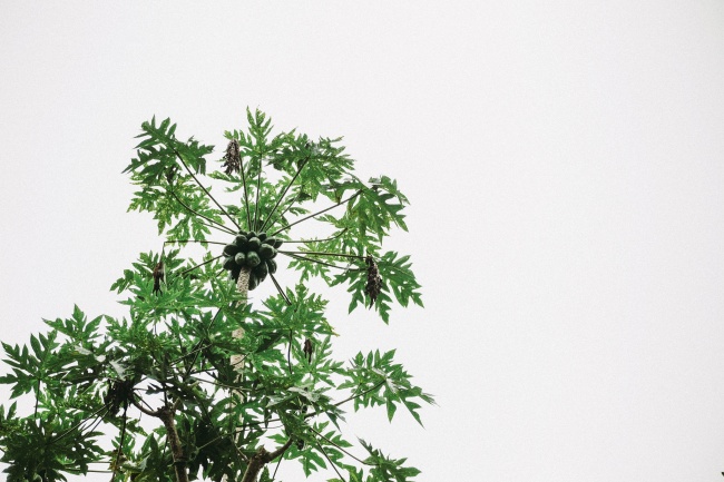 2024年5月15日特吉生肖查看 十二生肖运势吉凶预测