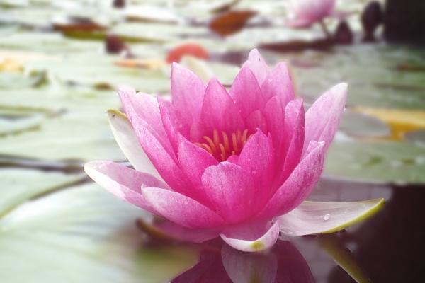 儿女有很大出息的生肖女 儿女运好的生肖