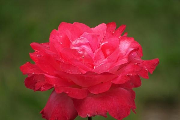 看透不说透的生肖女 智力过人的生肖