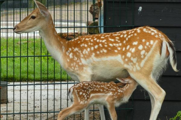 龙人2024运势及运程 属龙人2024年运势运程详细说明