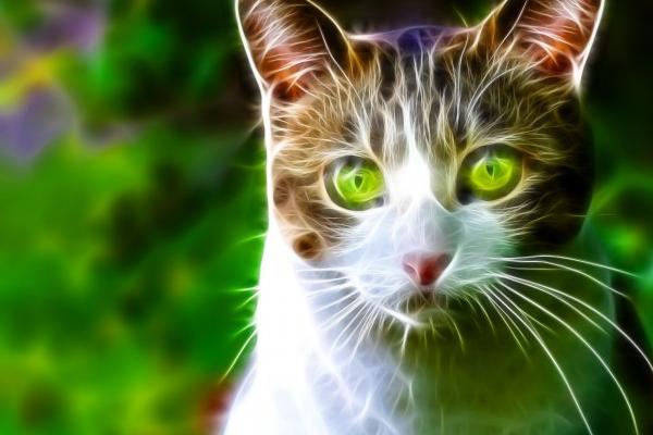 属鼠女与属虎男相配吗？婚姻运势怎样