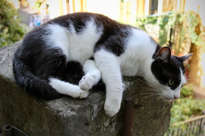 2024年金榜提名的生肖 龙年考运好一点的生肖