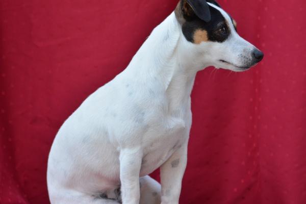 2024年后半年属鼠运程 属鼠人龙年运势