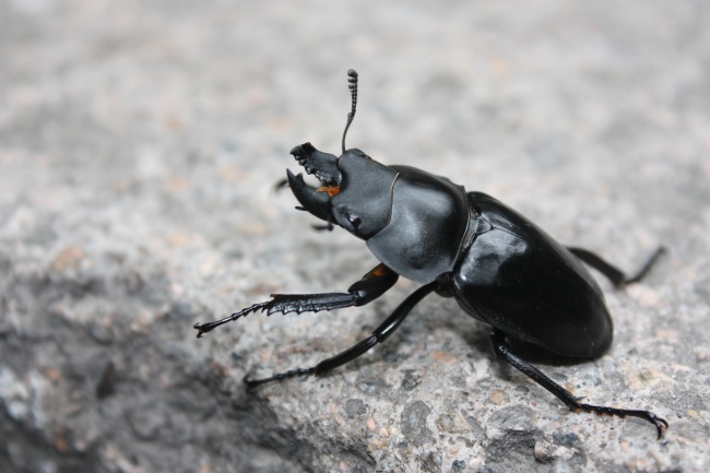 1979属羊有几个婚姻 属羊人婚姻运程