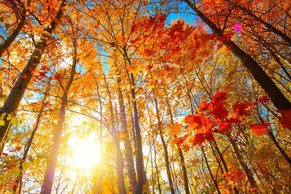 2024年5月18日特吉生肖 今天生肖小运播报