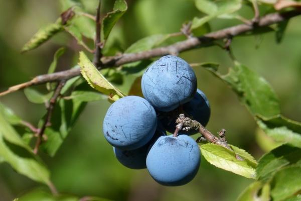 虎属相2024运势年运势 属虎人们在2024年常见问题 虎属相2024运势年运势 属虎人们在2024年常见问题