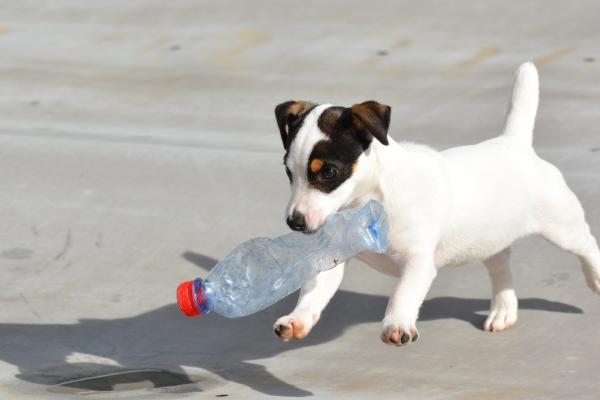 91属羊与94属狗的合婚运势怎么样 他们能否携手共度一生 91属羊与94属狗的合婚运势怎么样 他们能否携手共度一生