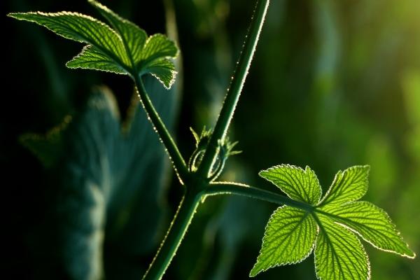 龙为什么跟老鼠有福气 龙与鼠的和谐共生