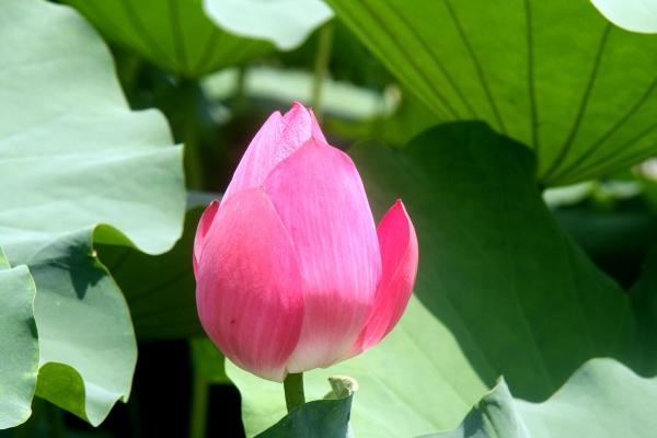 属兔与属虎姻缘是不是幸福 兔虎婚配运势怎样