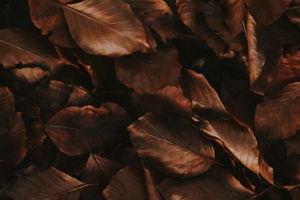 属猪与属鼠婚姻生活配对怎样 猪鼠配婚的吉凶预测怎样