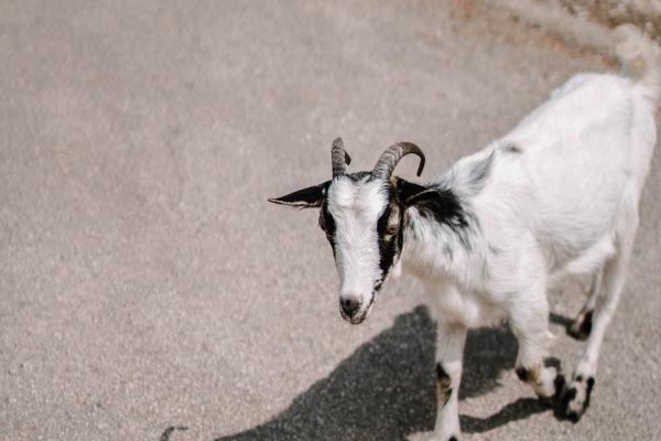 本命年但凡是红色就行吗 女生本命年穿几种红色