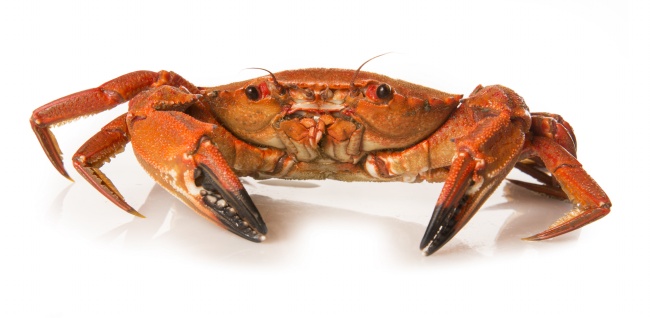 第一运势 2024年5月28日十二生肖运势分析