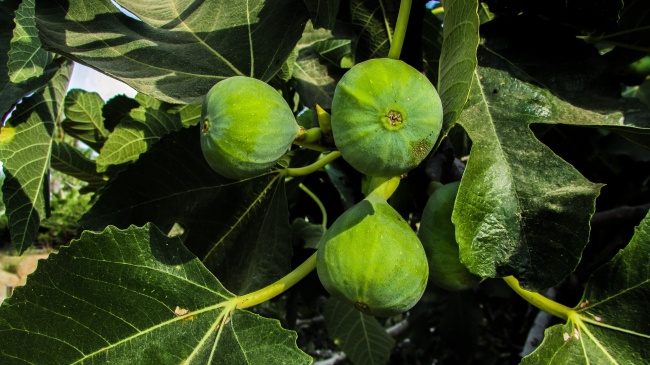 属鸡2024年高考能考上大学本科吗 属鸡人2024年考运好吗