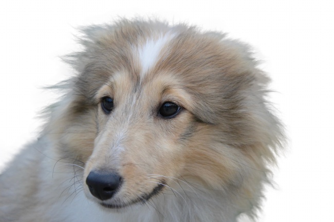 1993年女鸡在2024年运势 2024属鸡女全年度运势1993