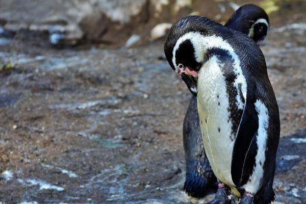 1987年属兔一生命运怎样 属兔运势分析