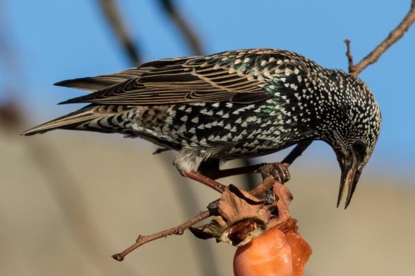 属鼠与属狗的婚姻配对怎样 爱情之途如何规划 属鼠与属狗的婚姻配对怎样 爱情之途如何规划