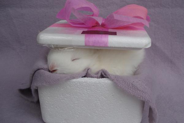 聪慧富有又低调的生肖女，谁最有魅力？