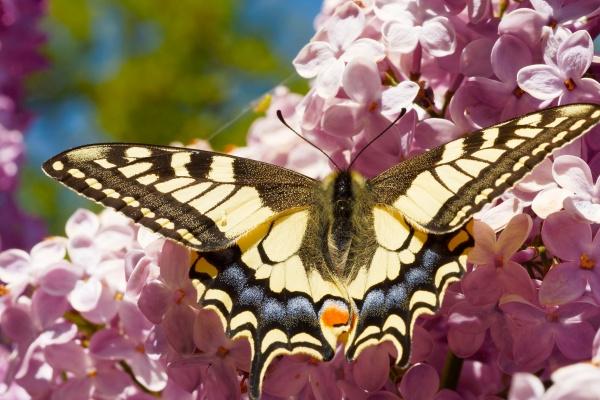 2024属猪要小心一个人 属猪人2024年要避开谁