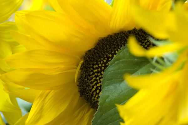 76年属龙有几个婚姻 属龙人婚姻运势