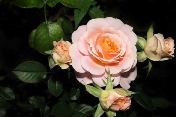 2024属鸡的能金榜提名吗 2024年属鸡人运程