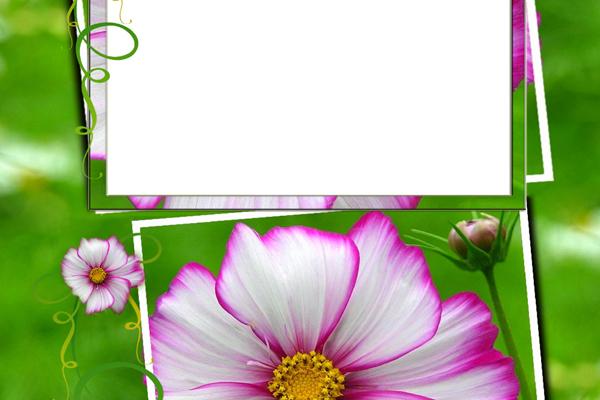 2024年属鸡女1993全年度运势 93年属鸡人2024年总体运势