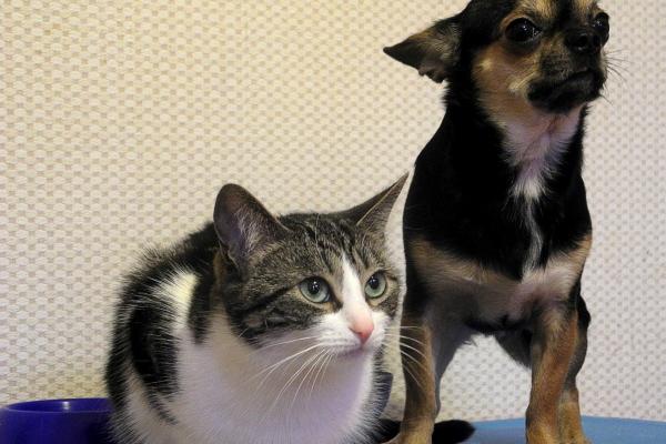 龙遇兔难发家致富 属龙人跟谁合财