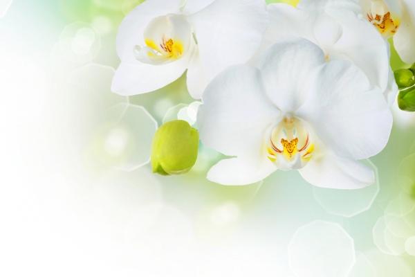 2024年都有哪些属相犯太岁 2024年犯太岁的属相