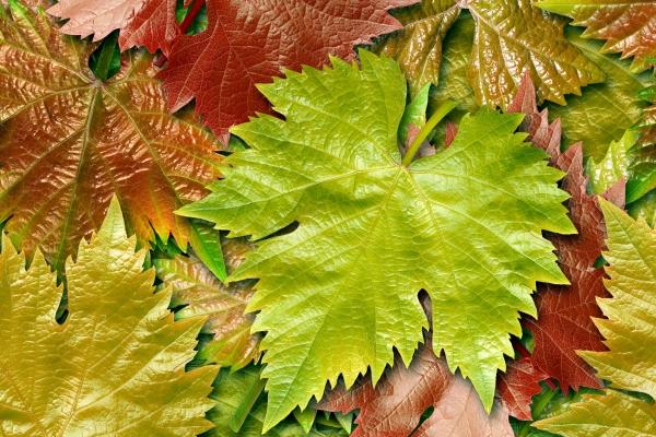 2024年运势好一点的生肖 2024年最旺的属相有哪些