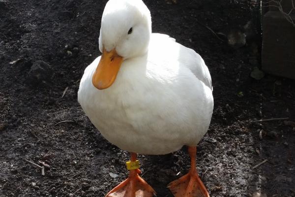 2024年最倒霉的四大生肖 2024运势不太好的生肖