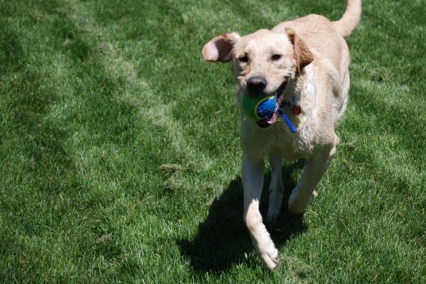 属龙女和属猴男婚配是不是吉祥？婚姻运势分析