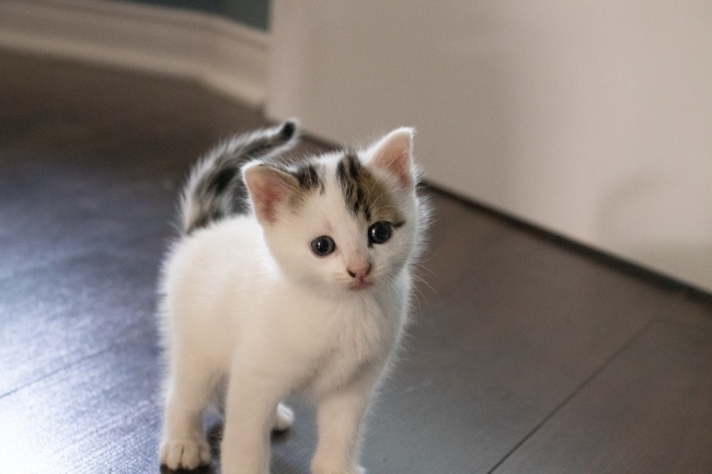 仙指阁运势 2024年5月18日十二生肖运势分析