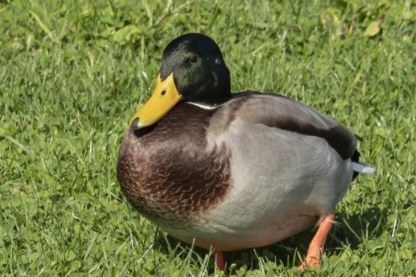 1980属猴女孩子一生婚姻 1980年猴女孩子婚姻配对