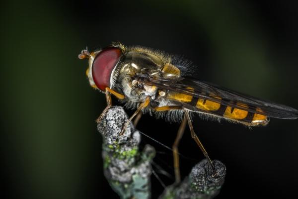 2024年蛇年运势及运程 蛇人2024年运势及运程