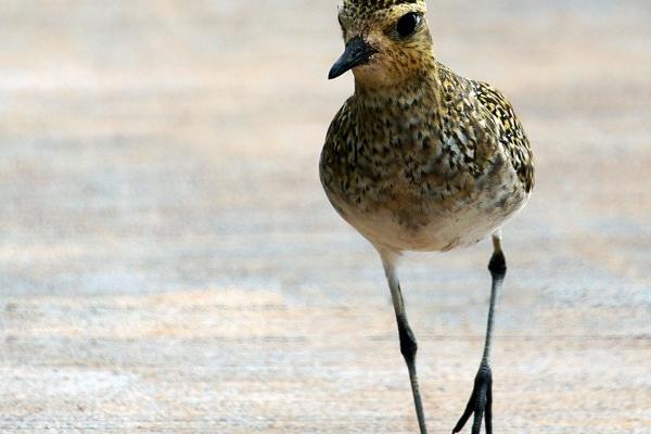 91属羊女和87属兔男幸福吗 91年属羊和87年属兔婚姻如何