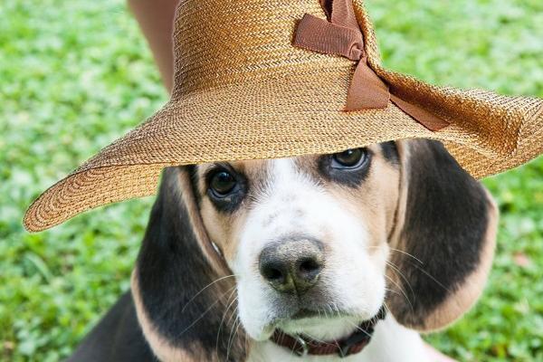 属猴女在2024年运势 2024年属猴女性的全年运势