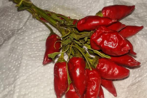 2024属猴的全年运势 属相猴2024年运势