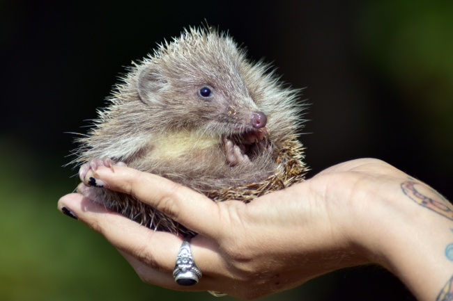 2024有好运的生肖女 好运爆表的生肖