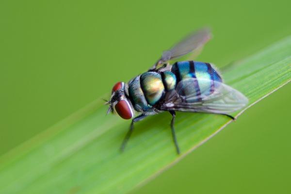 第一运程 2024年7月7日十二生肖运势解析