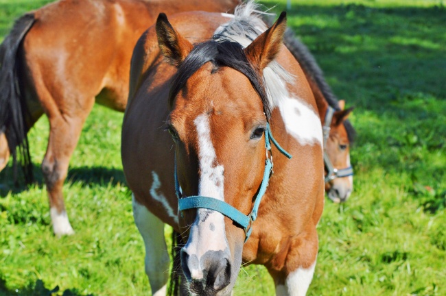 属龙人一定要小心属牛人 属龙人与属牛人合吗